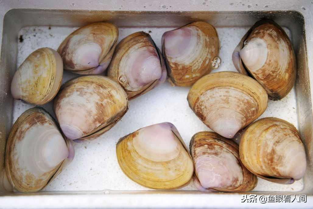 西施舌 蛏王 烧肉 烧鸡 在泊里才能吃到的特产美食 可遇不可求