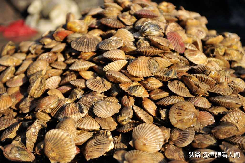 西施舌 蛏王 烧肉 烧鸡 在泊里才能吃到的特产美食 可遇不可求