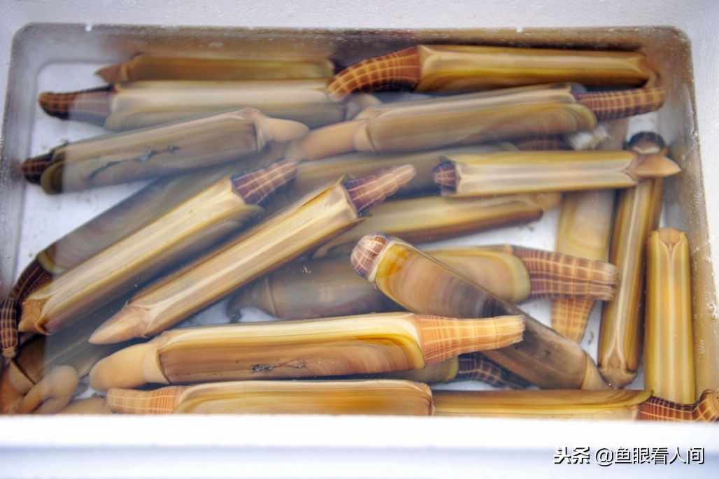 西施舌 蛏王 烧肉 烧鸡 在泊里才能吃到的特产美食 可遇不可求