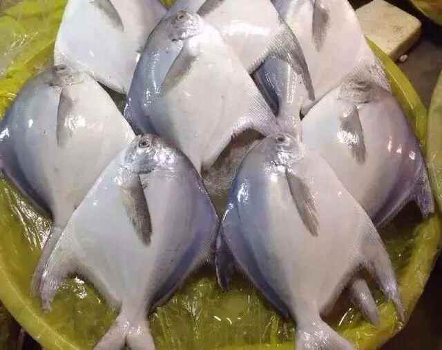 来自于青岛胶州市的美食分享：醋烹小鲳鱼