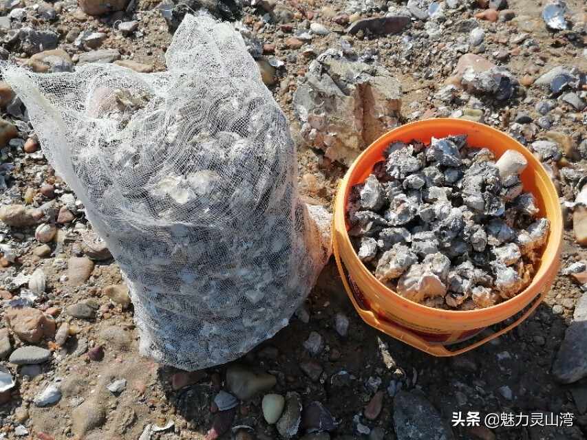 青岛胶南全国最幸福的养老地，海边垂钓捡海鲜，有吃有喝不花钱