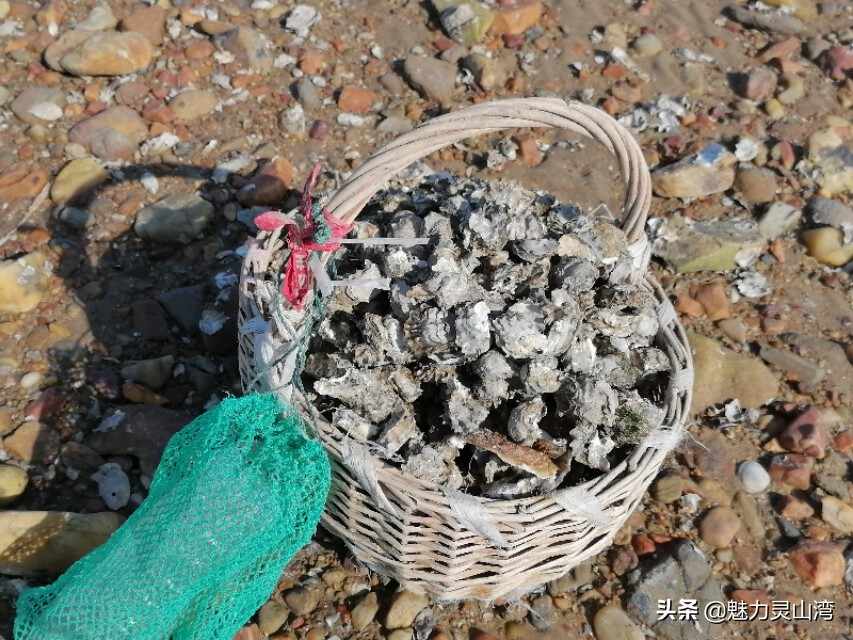 青岛胶南全国最幸福的养老地，海边垂钓捡海鲜，有吃有喝不花钱