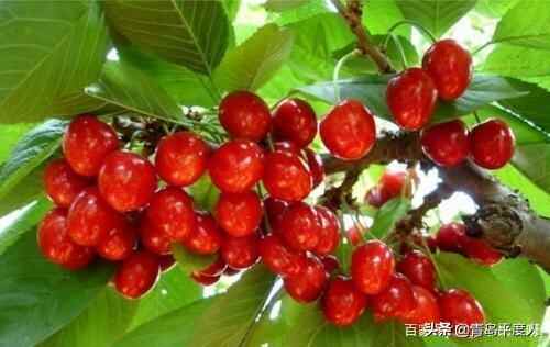 平度美食攻略，必吃的十大美食，你吃过几种？