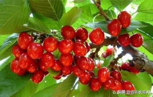 平度美食攻略，必吃的十大美食，你吃过几种？