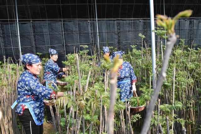 山东平度：传承胶东古文化 古岘旅游火起来