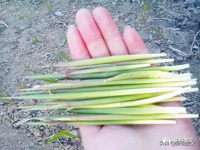 吃事回味：虽然吃过很多地方的特色美食，最难忘的还是家乡的煎饼