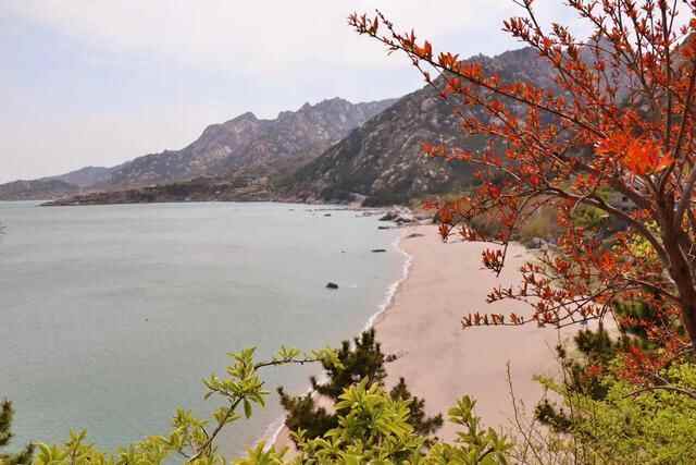 舌尖上的崂山美食、藏在崂山风景区内……