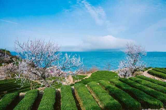 舌尖上的崂山美食、藏在崂山风景区内……