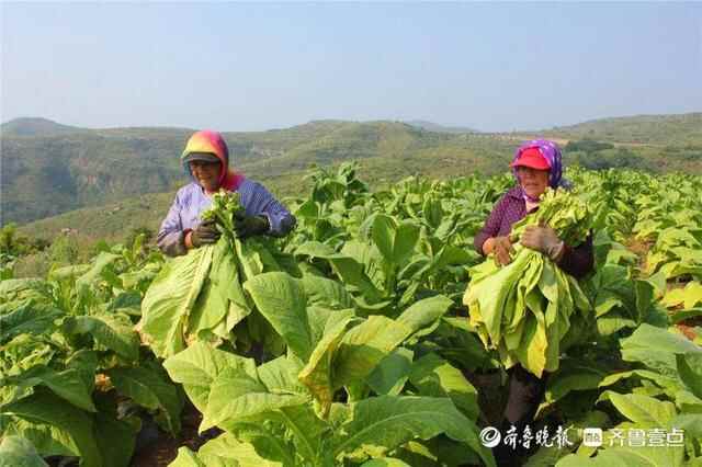 淄博：又是一年丰收时 乡村振兴正起势