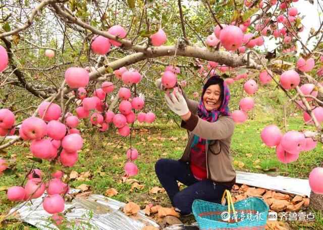 淄博：又是一年丰收时 乡村振兴正起势