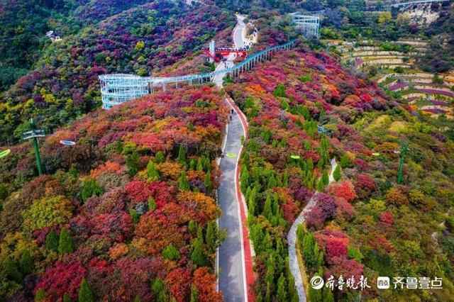 博山红叶柿岩的红叶红了！莫负时光，共赴醉美“柿岩红”