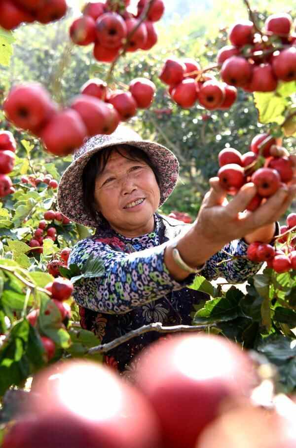 山东沂源：金秋山楂红