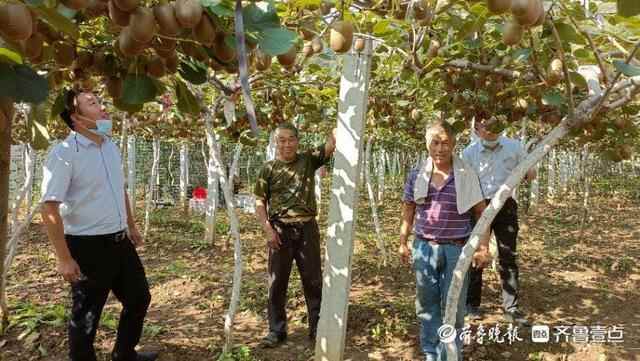 博山农商银行源泉支行：助力猕猴桃产业发展 点亮乡村振兴