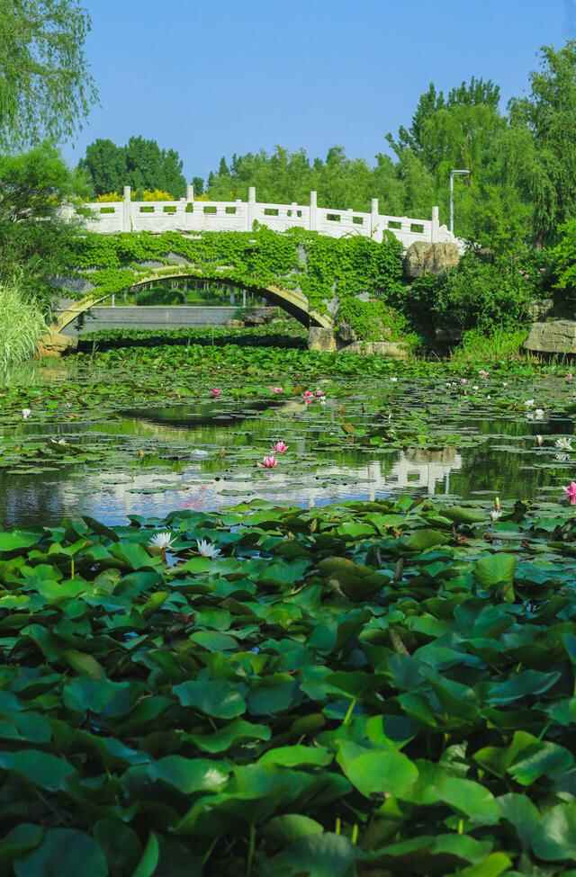 桓台：夏日红莲开 赏花要趁“早”
