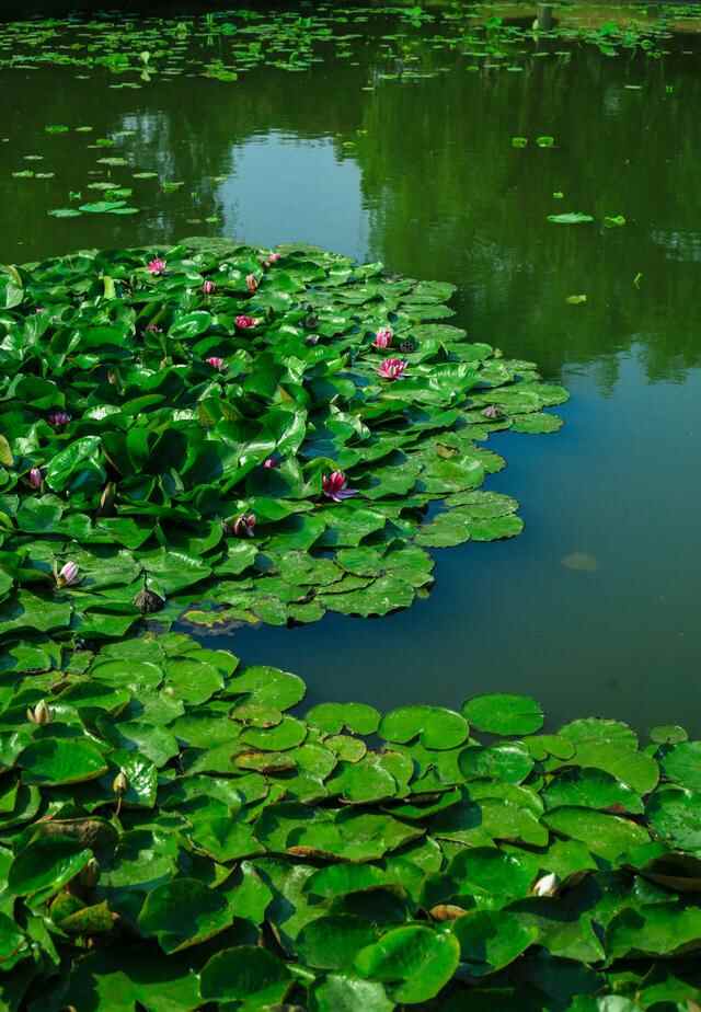 桓台：夏日红莲开 赏花要趁“早”