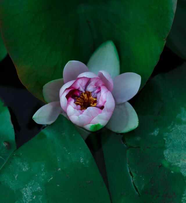 桓台：夏日红莲开 赏花要趁“早”