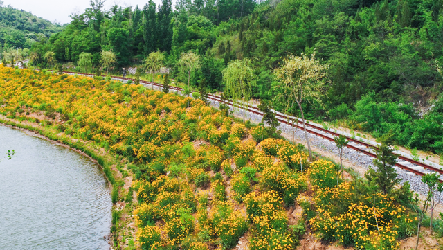 “好看”博山文旅 | 如月湖湿地公园——花开半夏，金色满园