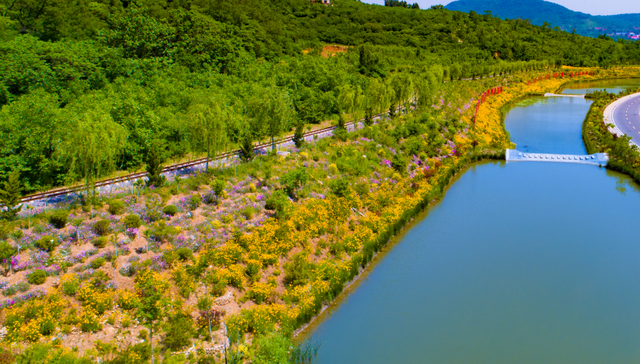 “好看”博山文旅 | 如月湖湿地公园——花开半夏，金色满园