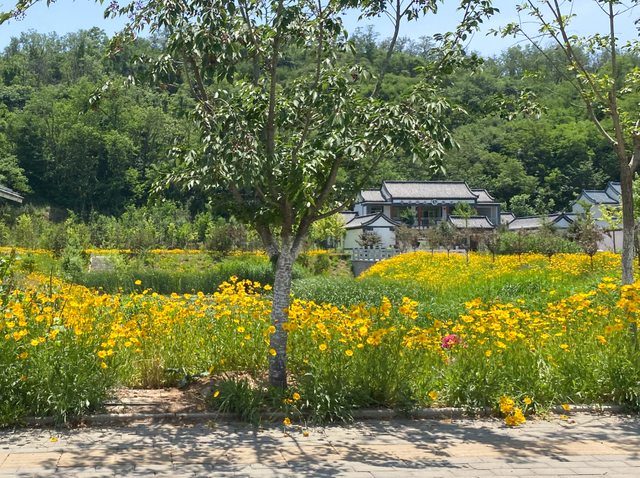“好看”博山文旅 | 如月湖湿地公园——花开半夏，金色满园