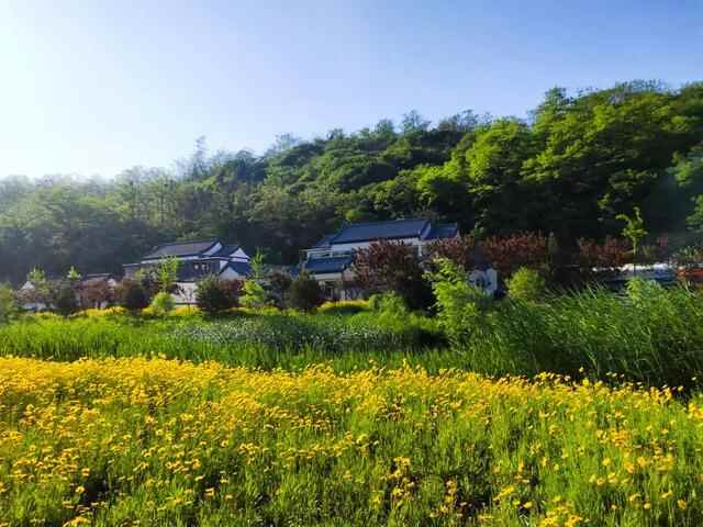 “好看”博山文旅 | 如月湖湿地公园——花开半夏，金色满园