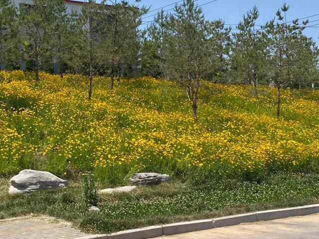 “好看”博山文旅 | 如月湖湿地公园——花开半夏，金色满园