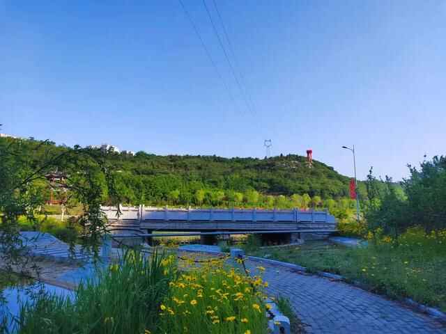 “好看”博山文旅 | 如月湖湿地公园——花开半夏，金色满园