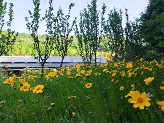 “好看”博山文旅 | 如月湖湿地公园——花开半夏，金色满园