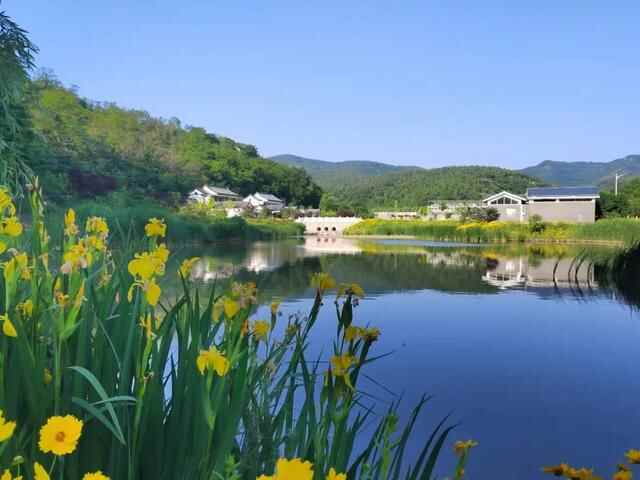 “好看”博山文旅 | 如月湖湿地公园——花开半夏，金色满园