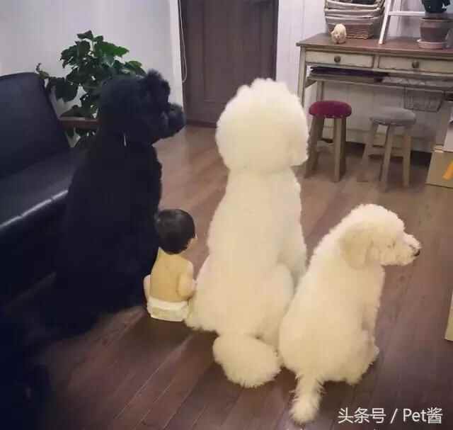陪宝宝成长的伙伴巨型贵宾犬，看完后想给女儿也准备一只