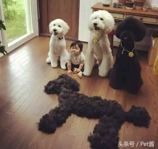 陪宝宝成长的伙伴巨型贵宾犬，看完后想给女儿也准备一只
