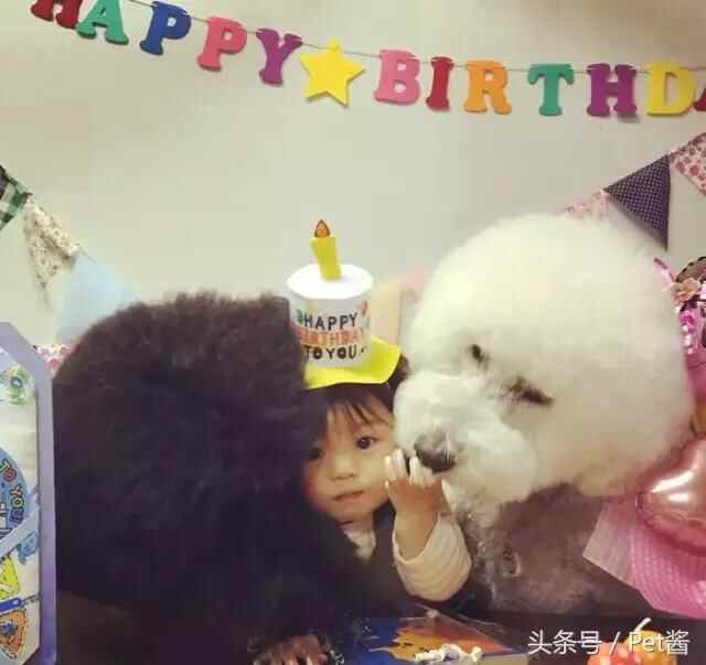 陪宝宝成长的伙伴巨型贵宾犬，看完后想给女儿也准备一只