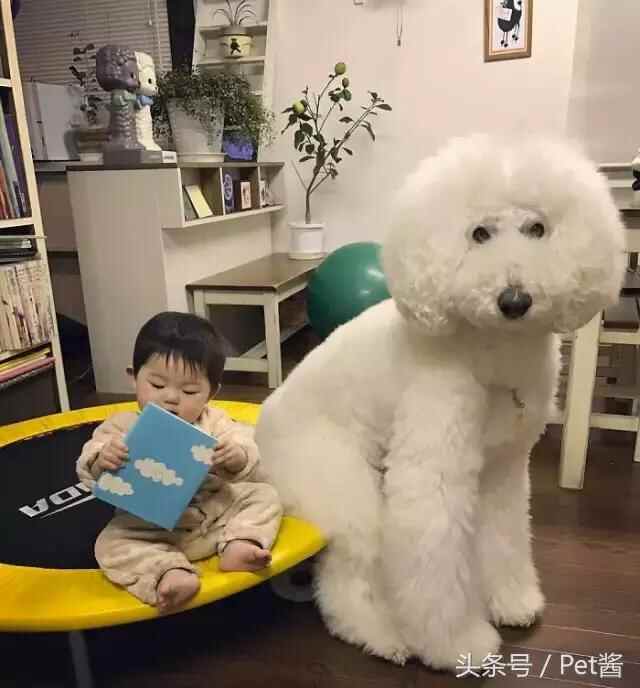陪宝宝成长的伙伴巨型贵宾犬，看完后想给女儿也准备一只