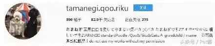 陪宝宝成长的伙伴巨型贵宾犬，看完后想给女儿也准备一只