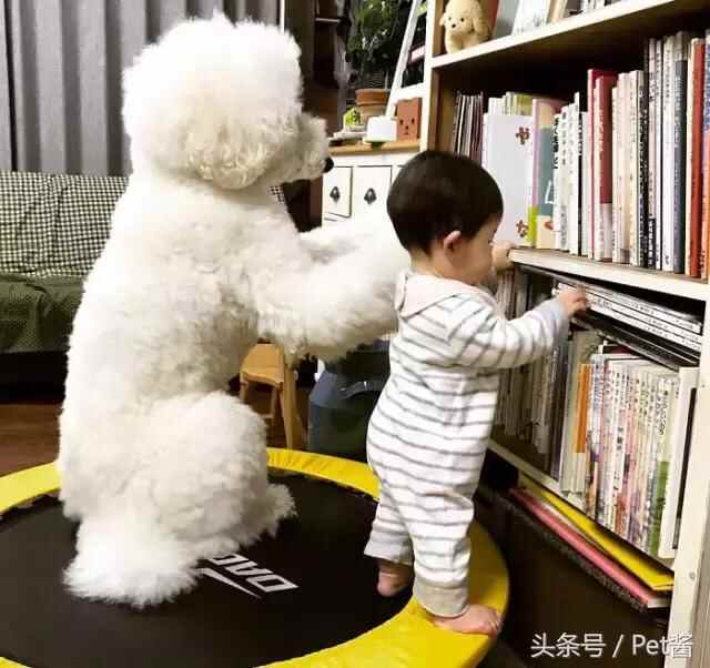 陪宝宝成长的伙伴巨型贵宾犬，看完后想给女儿也准备一只
