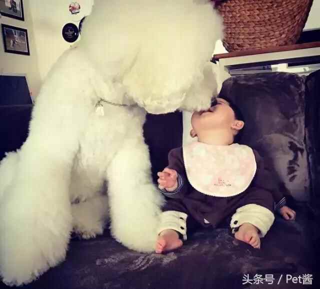 陪宝宝成长的伙伴巨型贵宾犬，看完后想给女儿也准备一只