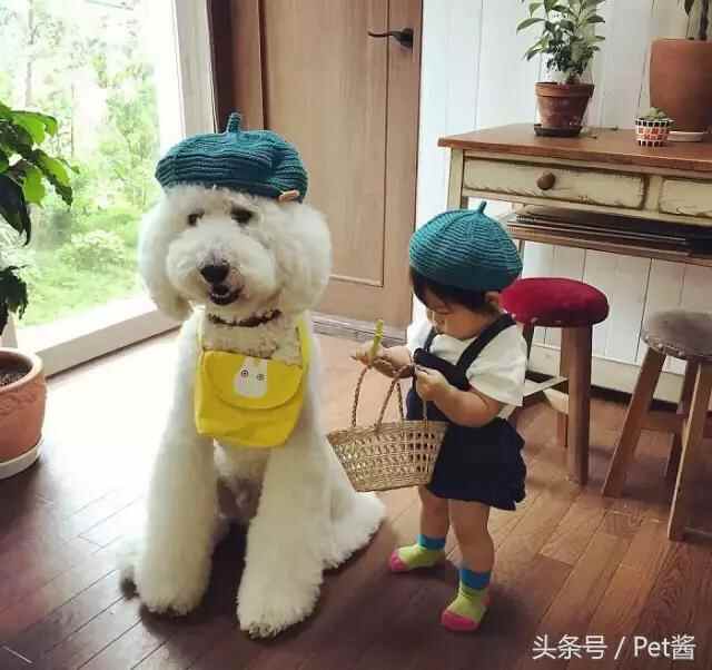 陪宝宝成长的伙伴巨型贵宾犬，看完后想给女儿也准备一只