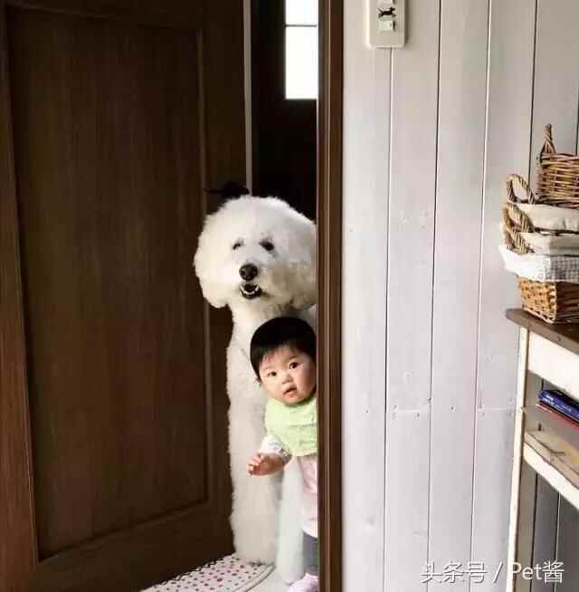 陪宝宝成长的伙伴巨型贵宾犬，看完后想给女儿也准备一只