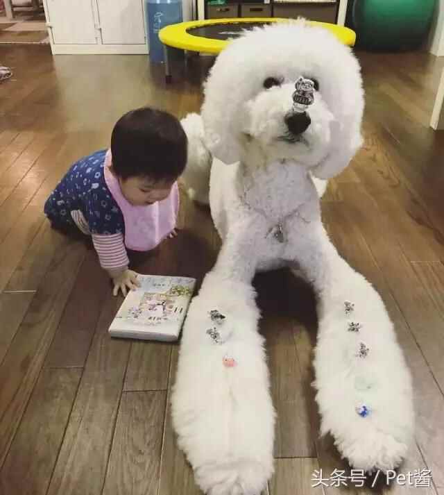 陪宝宝成长的伙伴巨型贵宾犬，看完后想给女儿也准备一只