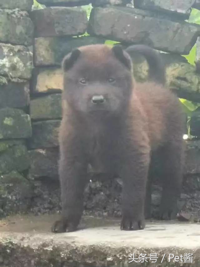 土狗里面最罕见的全黑霸王犬，谁说田园犬不如宠物狗