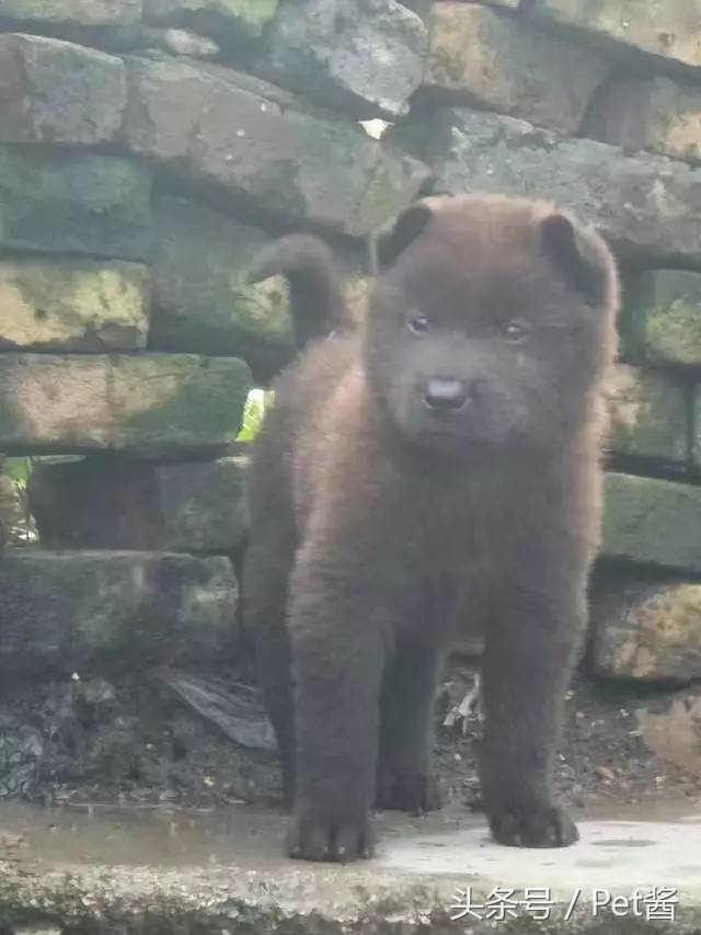 土狗里面最罕见的全黑霸王犬，谁说田园犬不如宠物狗