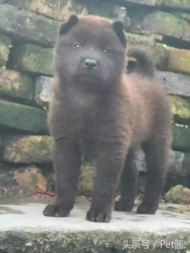 土狗里面最罕见的全黑霸王犬，谁说田园犬不如宠物狗