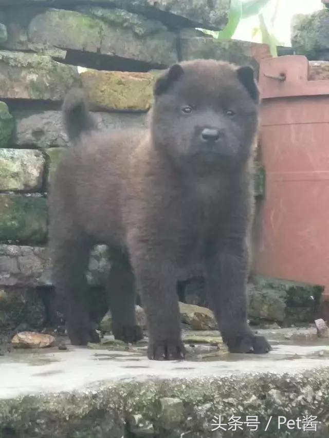土狗里面最罕见的全黑霸王犬，谁说田园犬不如宠物狗