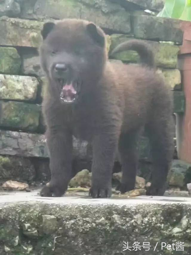 土狗里面最罕见的全黑霸王犬，谁说田园犬不如宠物狗