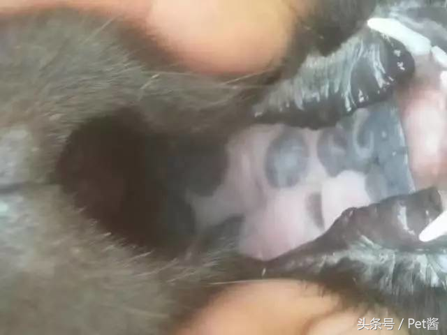 土狗里面最罕见的全黑霸王犬，谁说田园犬不如宠物狗