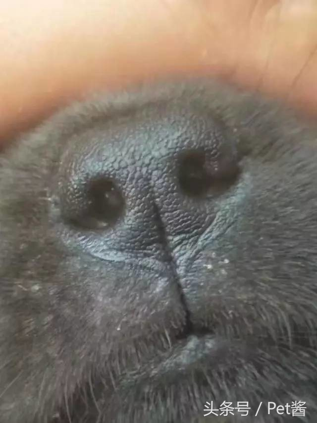 土狗里面最罕见的全黑霸王犬，谁说田园犬不如宠物狗