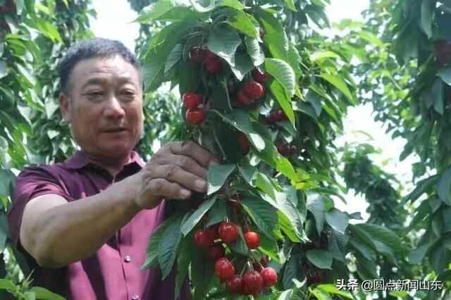 淄博淄川：富硒特色果品助农增收致富