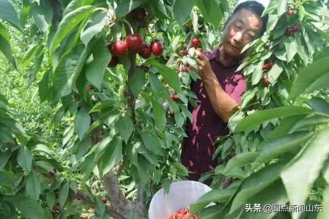 淄博淄川：富硒特色果品助农增收致富