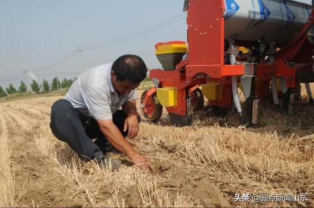 淄博淄川：抢农时 割麦种植两不误