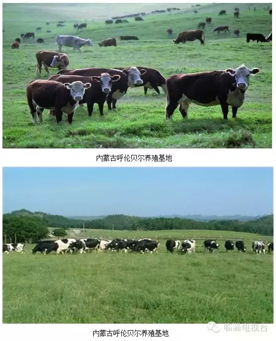 金岭清真美食——“丝绸之路”上的东方味道