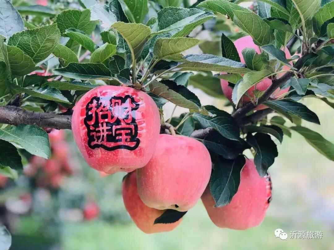 赶快列入你的新年计划！淄博沂源10个值得打卡的网红旅行地